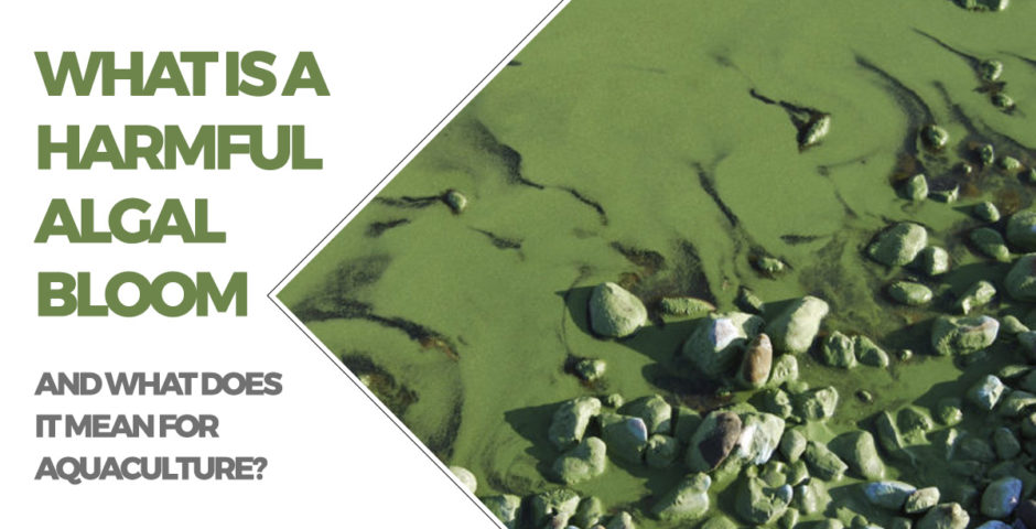 What is a harmful algal bloom?