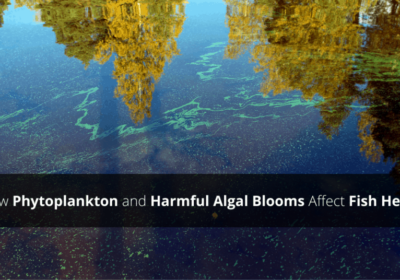 Plankton and HABs Affect on Fish