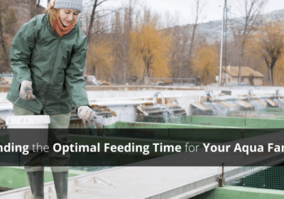 Optimal Aqua Farm Feeding Time