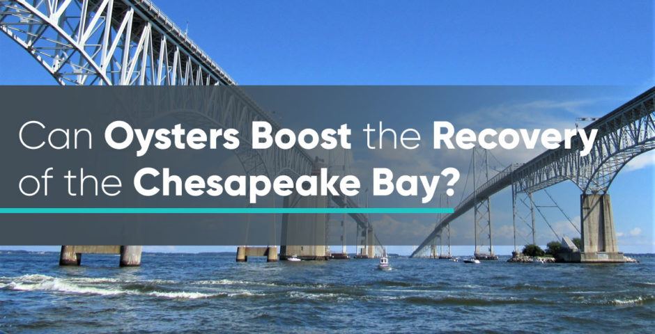 Can Oysters Boost the Recovery of the Chesapeake Bay?