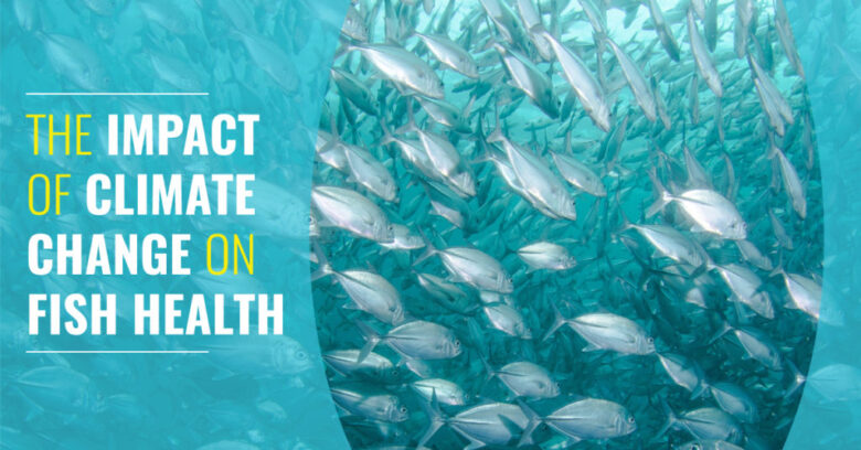 The Impact of Climate Change on Fish Health | Aquasend