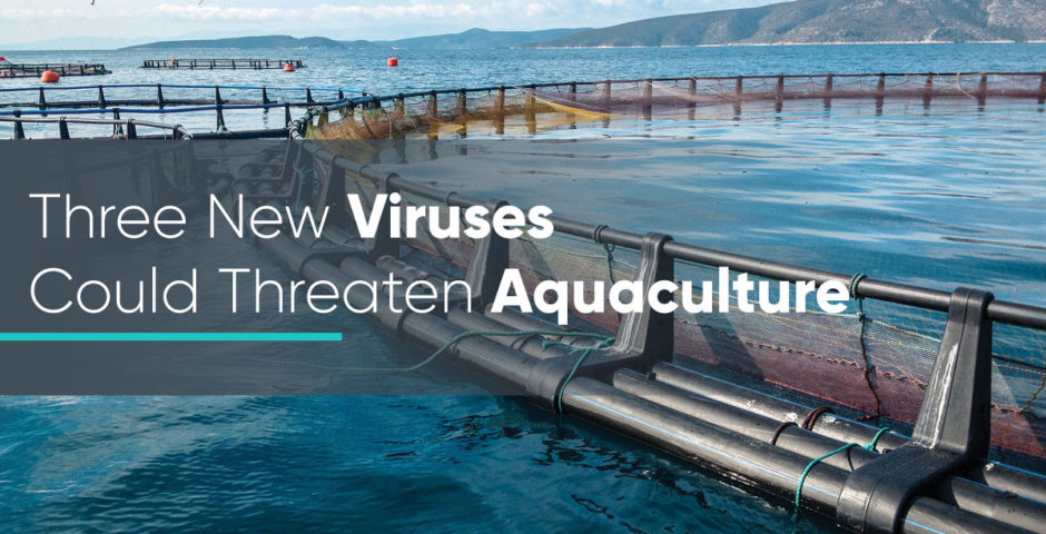 Three New Viruses Could Threaten Aquaculture
